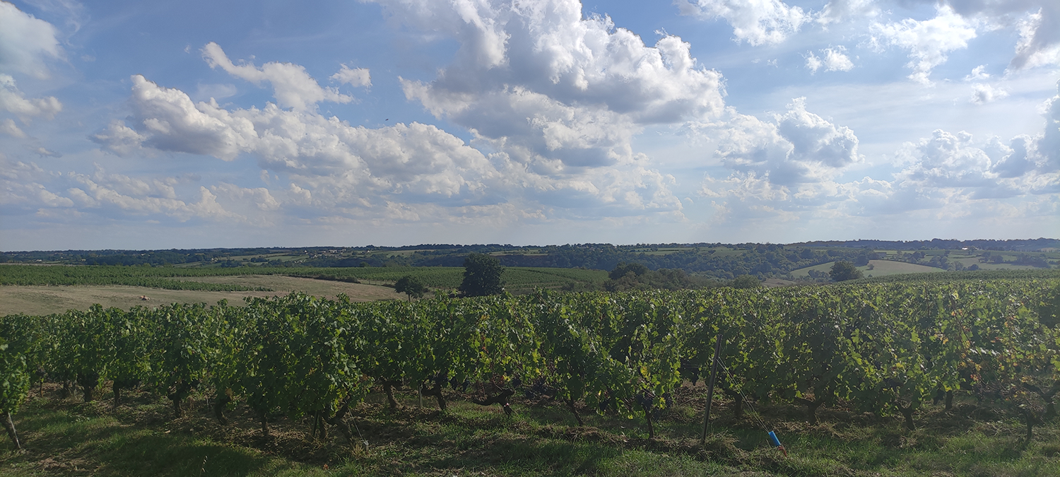vue vignes Chalonnes-sur-Loire